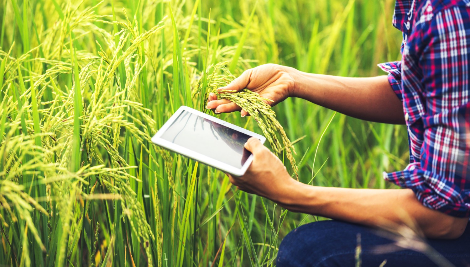 Consultoria Agrícola