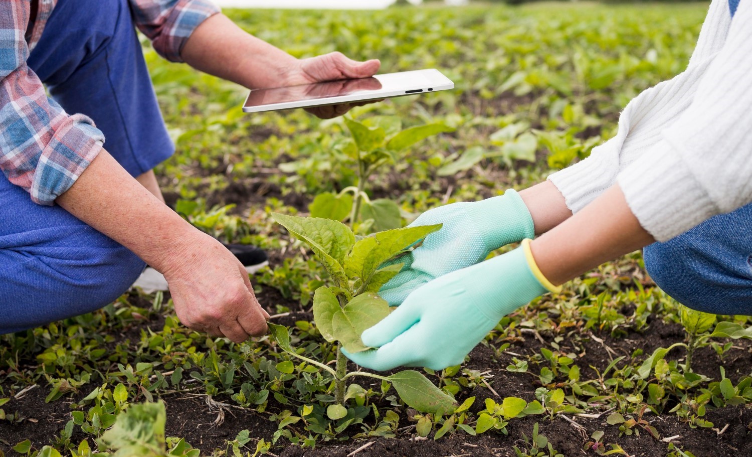 Mão de obra especializada